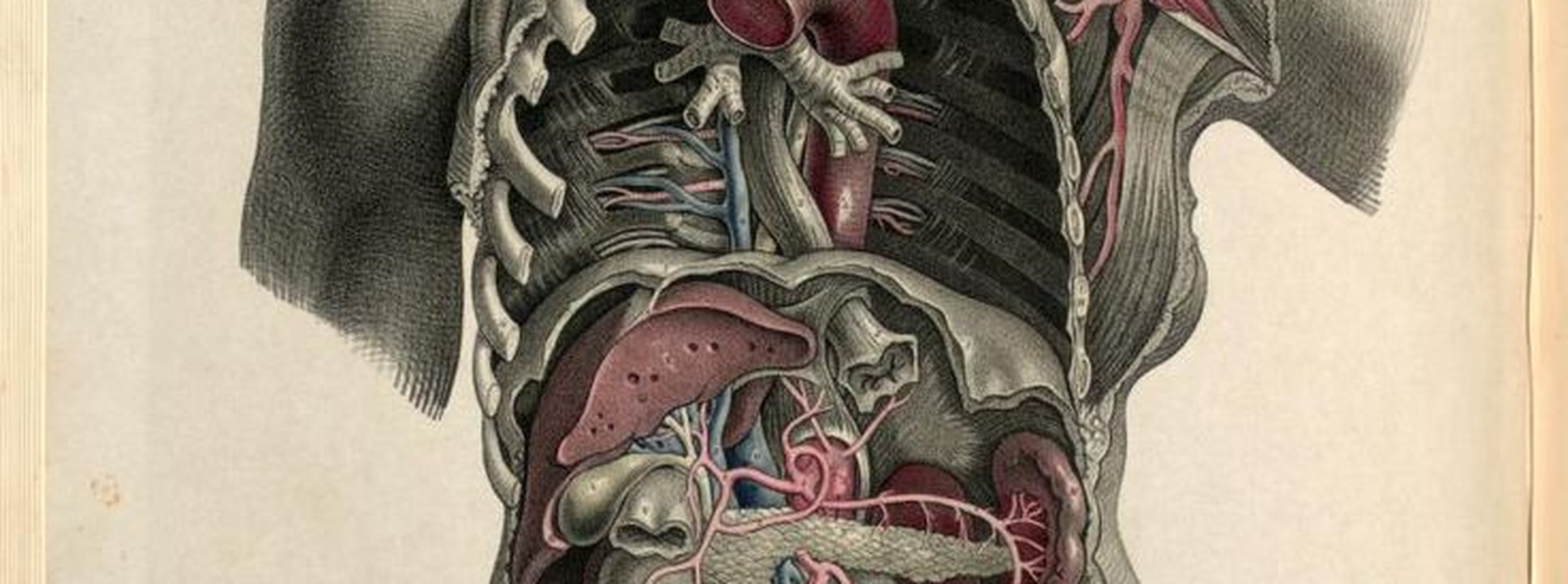 Osteopatia Visceral a Barcelona